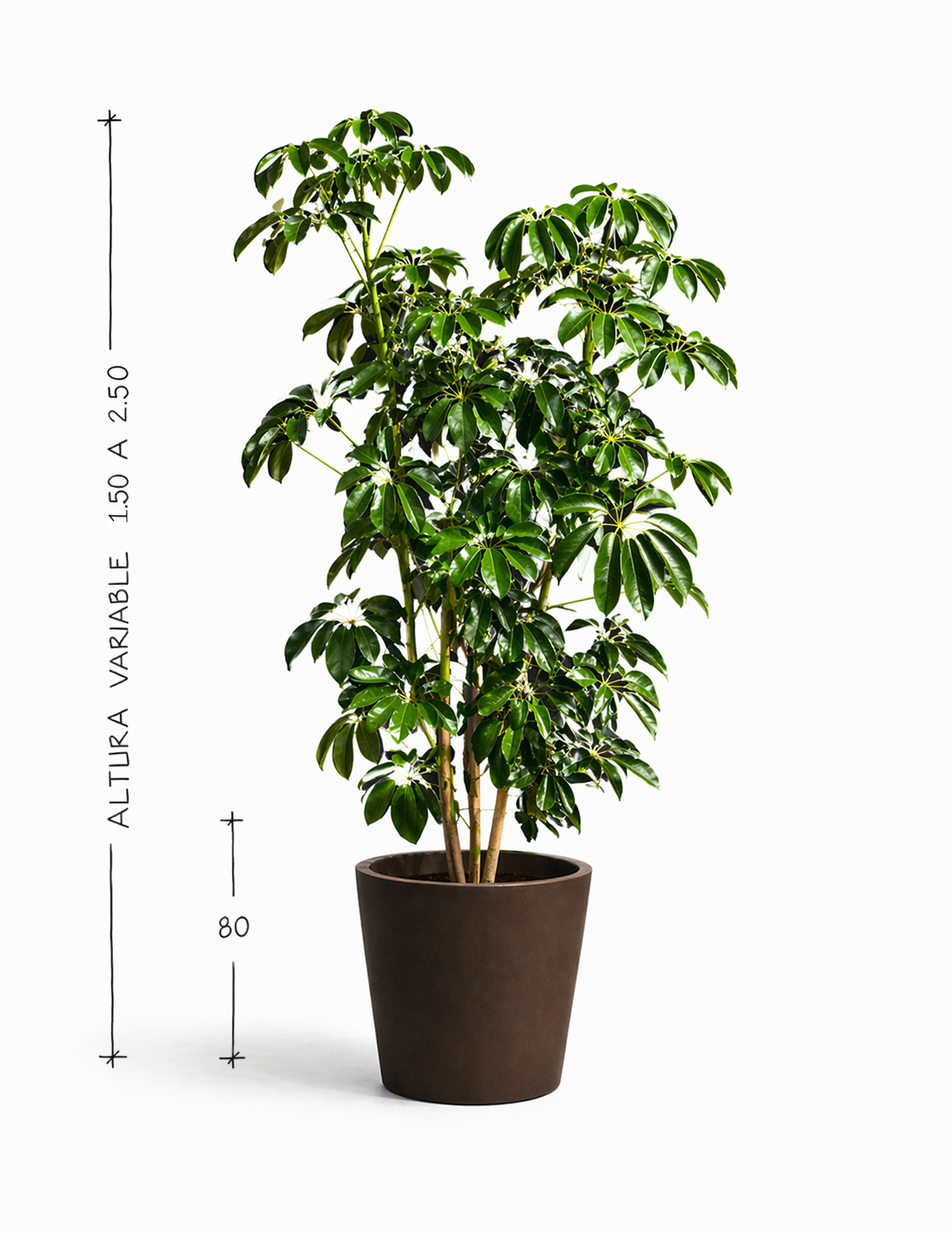 Aralia Schefflera