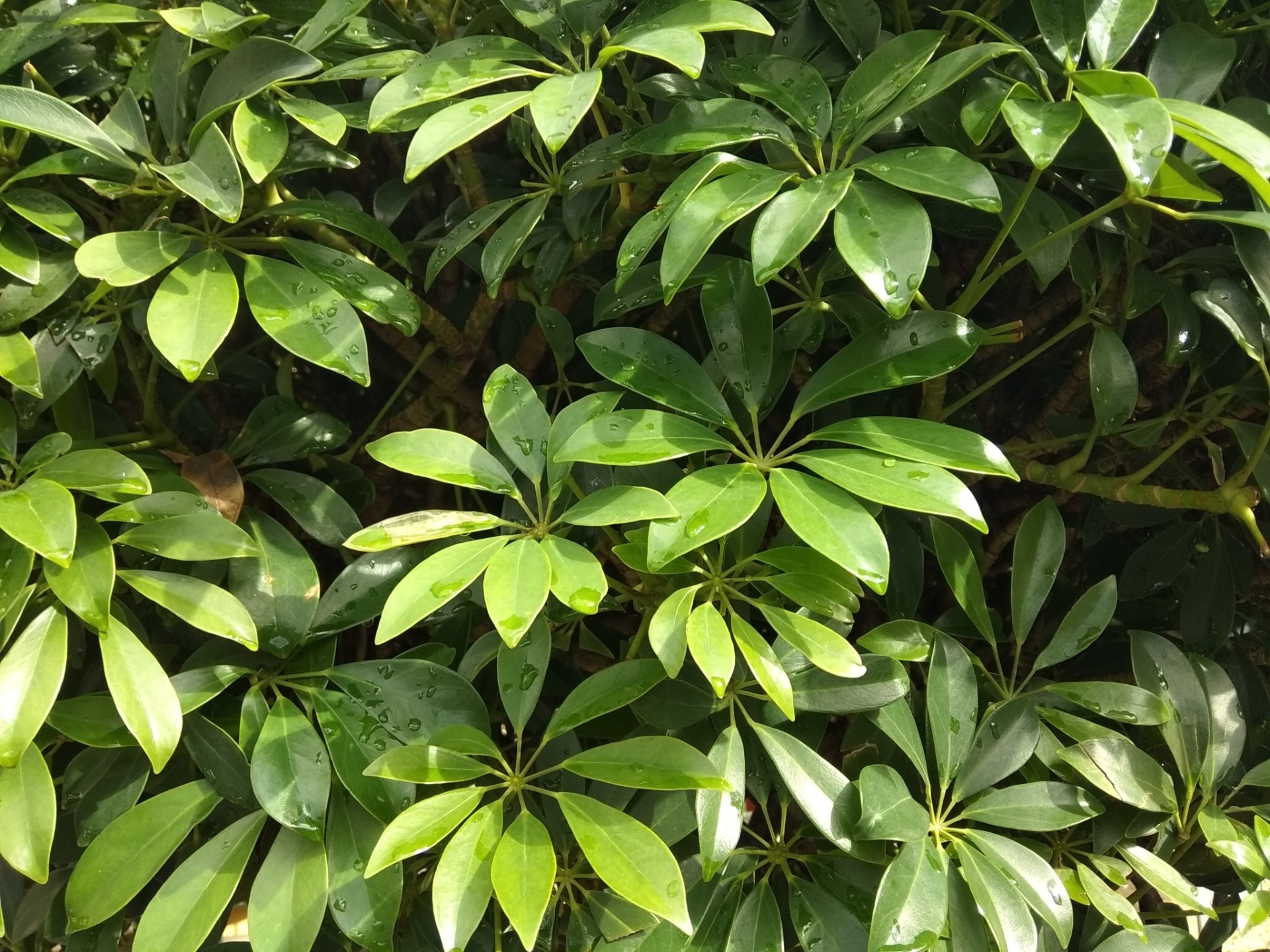 Aralia Schefflera