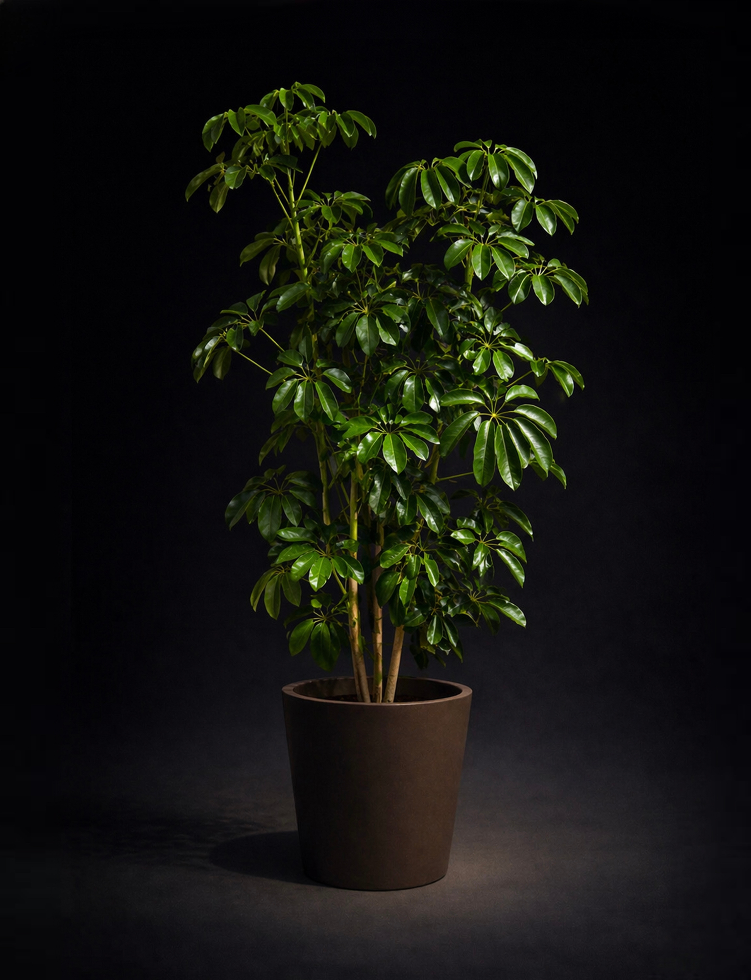 Aralia Schefflera