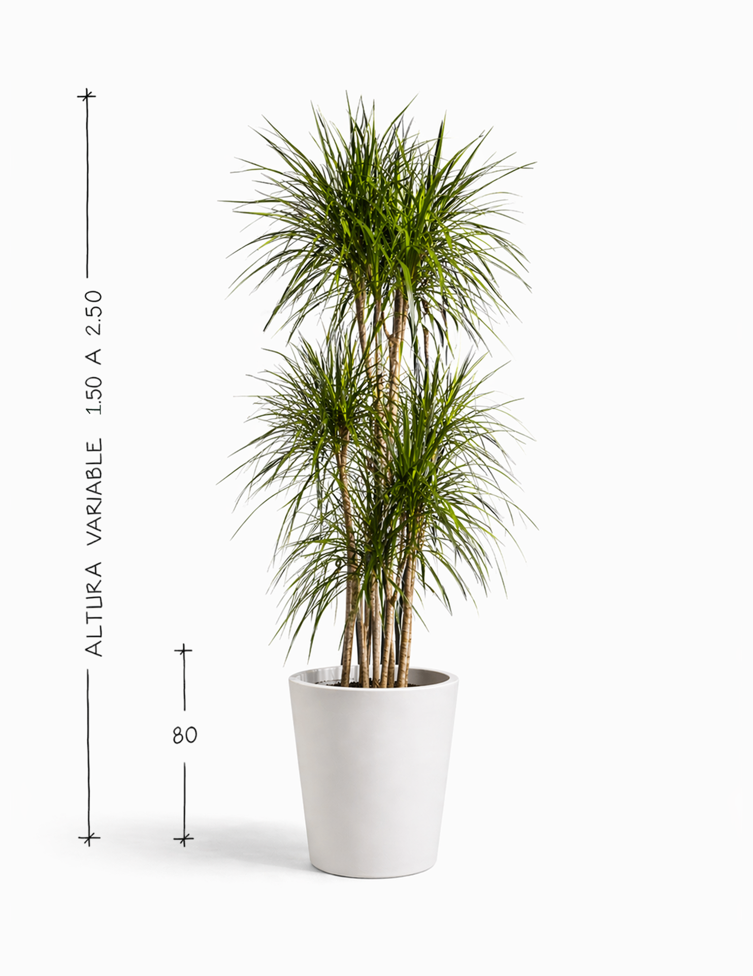 Drácena Marginata