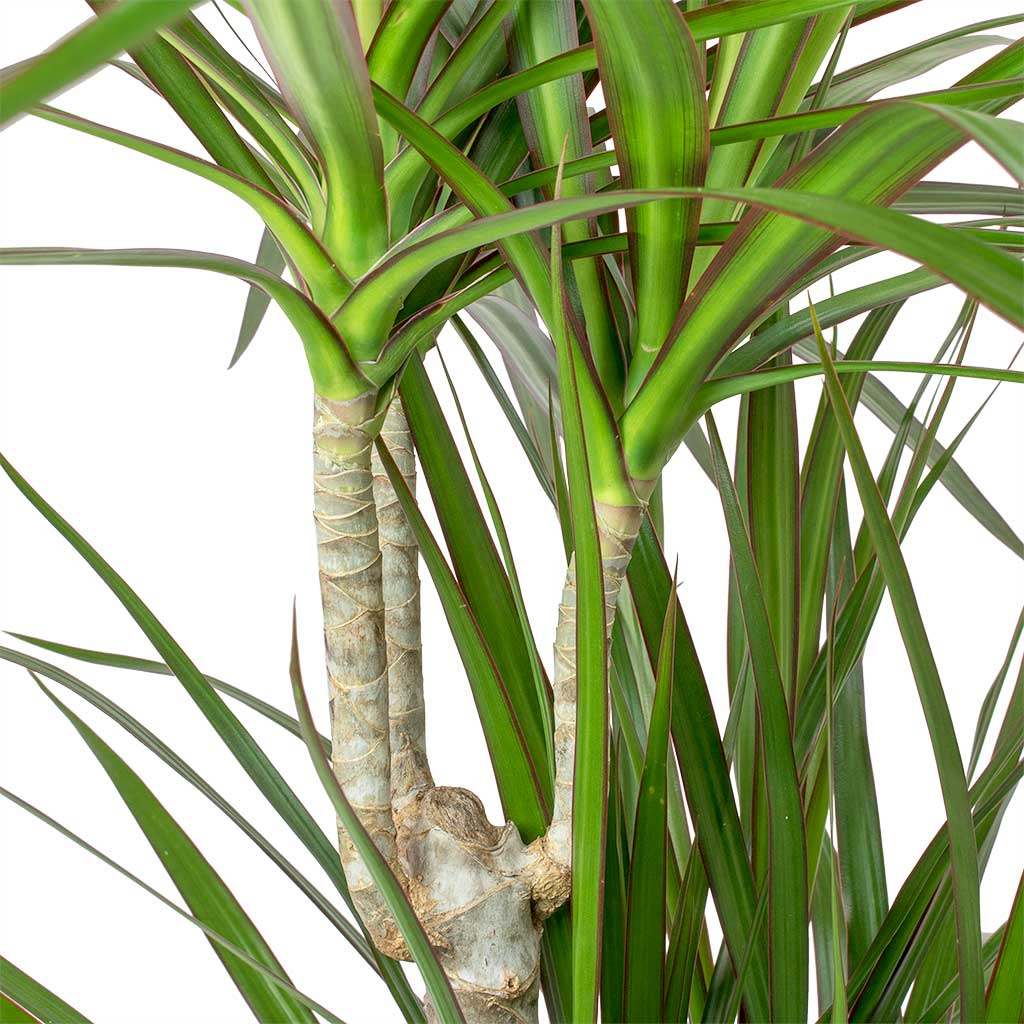 Drácena Marginata