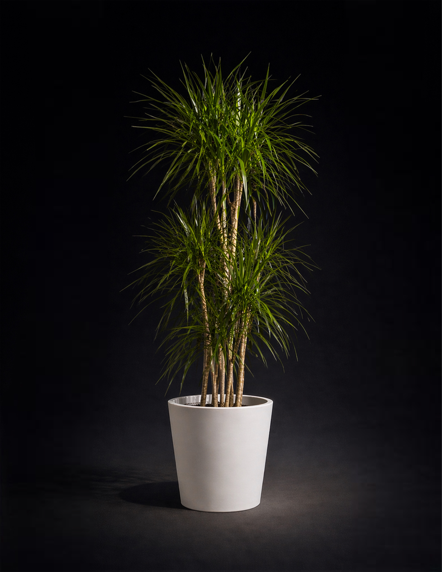 Drácena Marginata