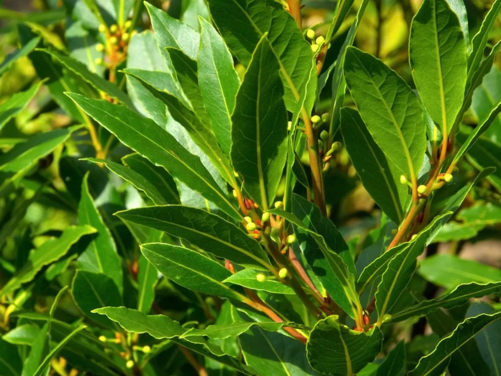 Laurel