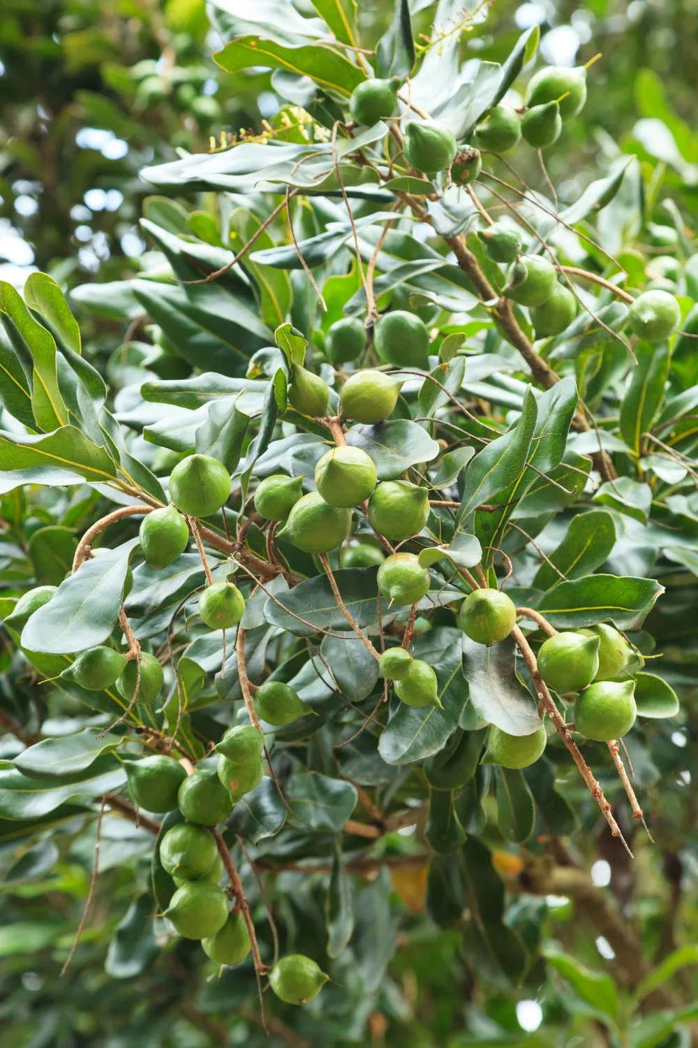 Macadamia