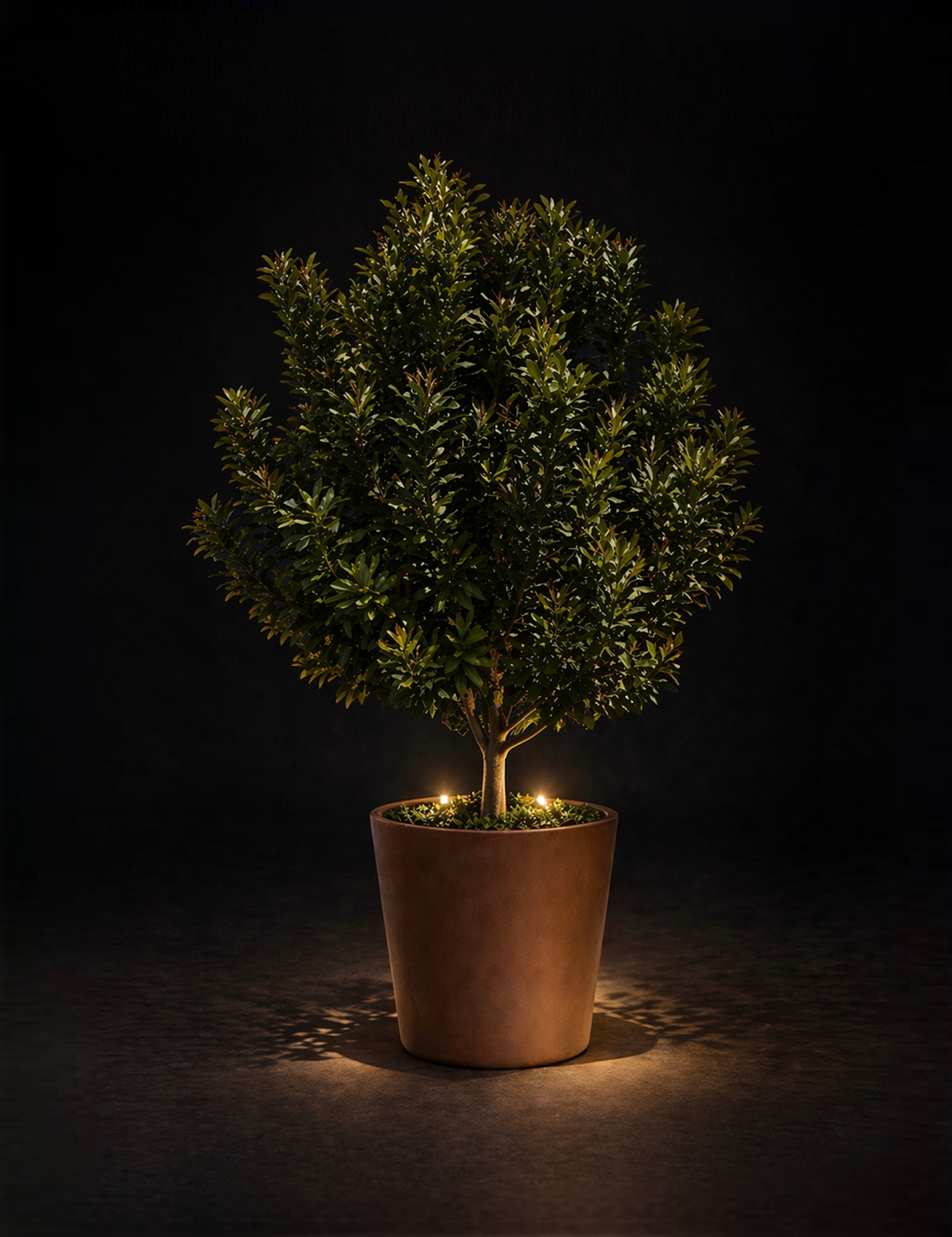 Macadamia