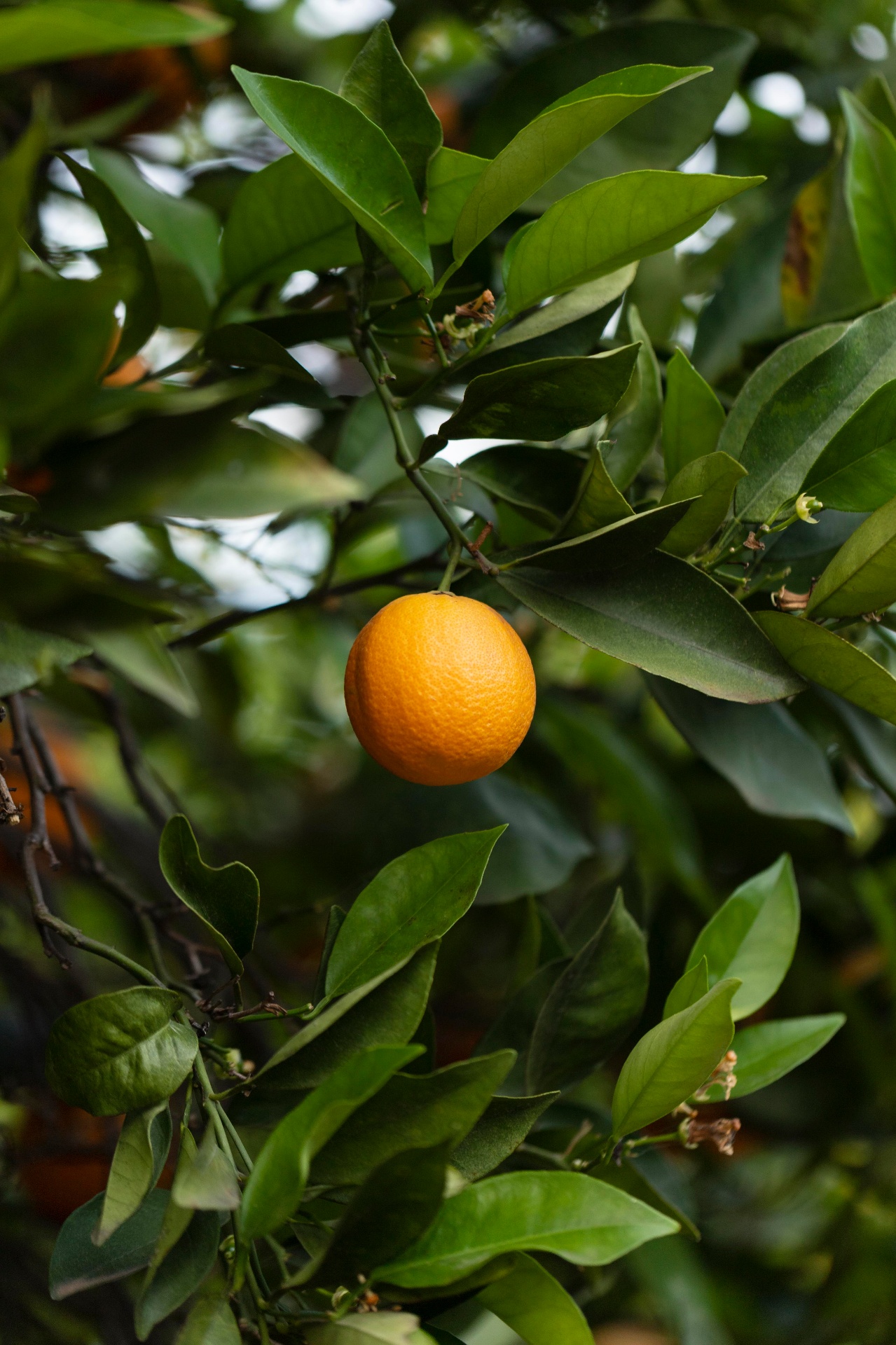 Naranjo