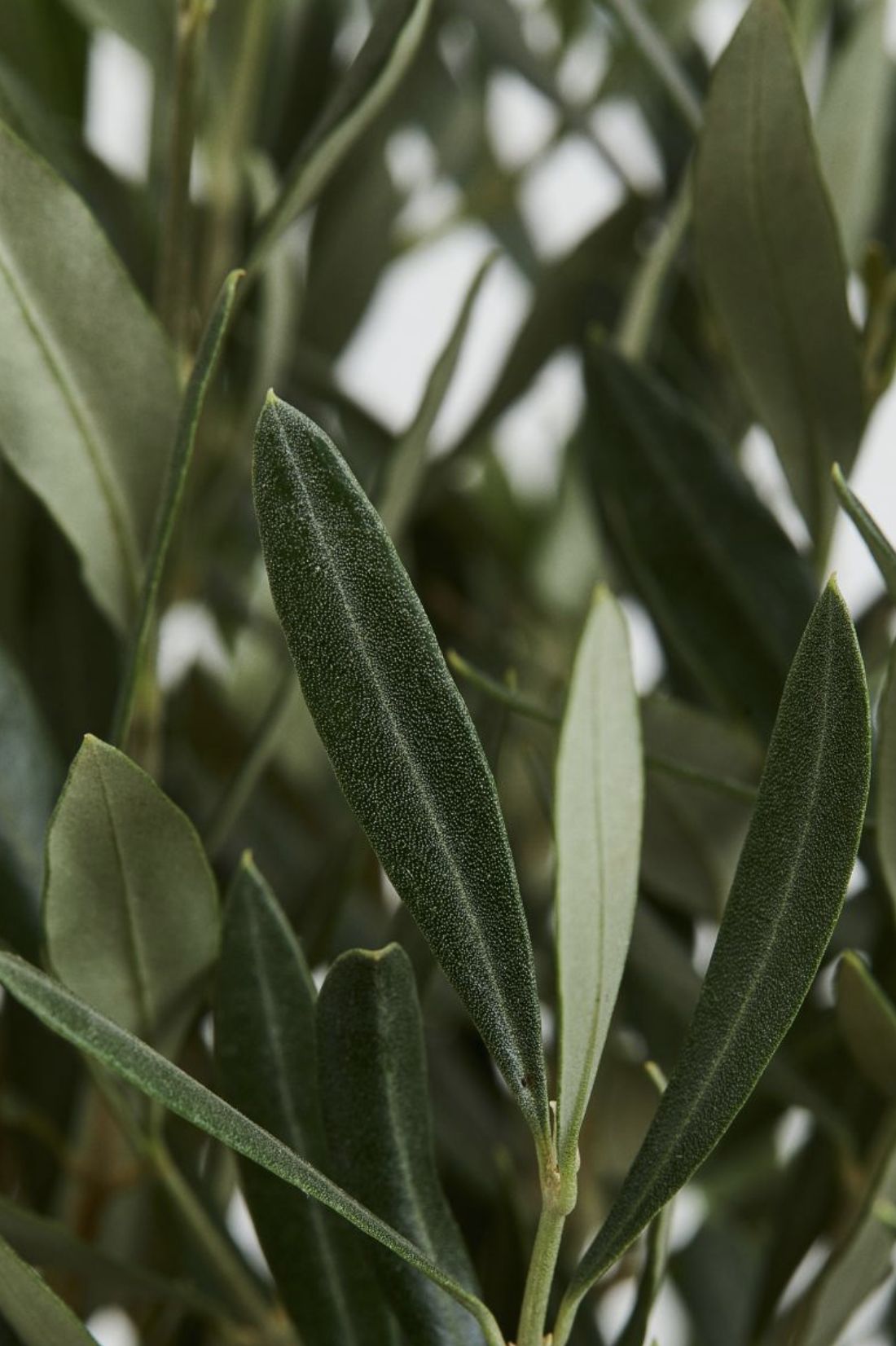 Olivo