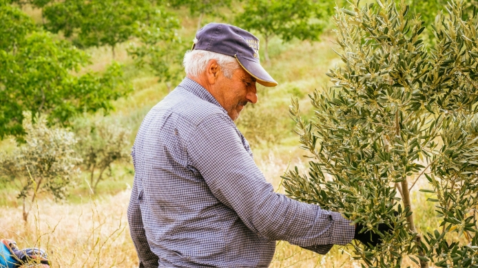 Agricultor cuidando un olivo Arbori